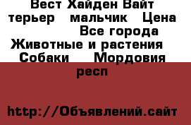 Вест Хайден Вайт терьер - мальчик › Цена ­ 35 000 - Все города Животные и растения » Собаки   . Мордовия респ.